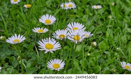 Daisies with white petals and yellow center in a green meadow