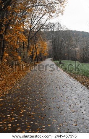 
The trail meanders through the autumn woods, where trees don their vibrant orange foliage, painting a scenic pathway of nature's artistry. Royalty-Free Stock Photo #2449457395