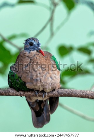 Vibrant green dove with a coral-red bill, forages on the forest floor in warm regions of Asia.