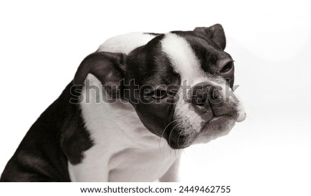Young Boston Terrier in studio. Studio head portrait of purebred Boston Terrier puppy with cute facial expression.  studio, white background.  Black and white dog isolated in white. 