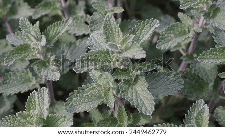 Exploring the allure of Faassen's catnip (Nepeta × Faassenii): Catmint's beauty, benefits, and beyond. Green foliage in spring season, at the botanic garden.