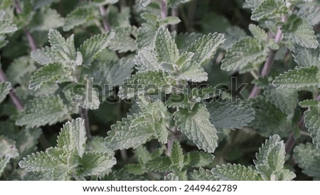 Exploring the allure of Faassen's catnip (Nepeta × Faassenii): Catmint's beauty, benefits, and beyond. Green foliage in spring season, at the botanic garden.