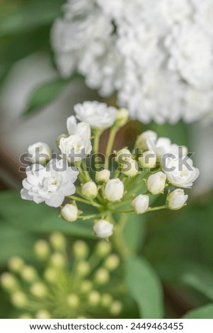 Vertical image of a white bridal wreath spirea shrub in spring. Royalty-Free Stock Photo #2449463455