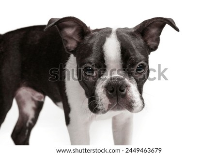 Boston Terrier, puppy 4 month old, standing in front of white background. Cut and adorable Boston Terrier purebred puppy,  studio shot. Black and white dog isolated