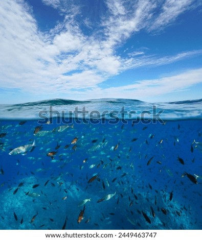 Shoal of fish underwater and blue sky with cloud, seascape in the Mediterranean sea, split view over and under water surface, natural scene, France