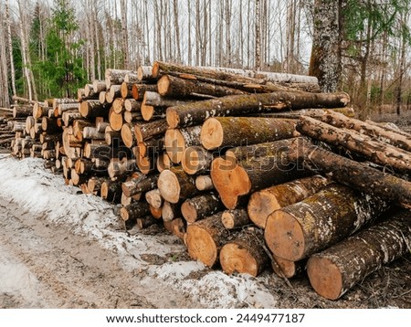 Pile of timber wood ready for transportation. Winter season with snow on the ground. Low quality forestry product for post production.