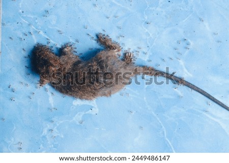 A dead mouse surrounded by ants