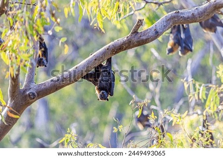 Fruit bats hang upside down with furled wings