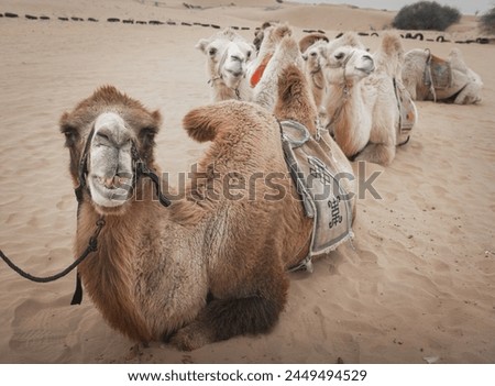Close up portrait of the camels in the desert of Inner Mongolia, China. Background, copy space