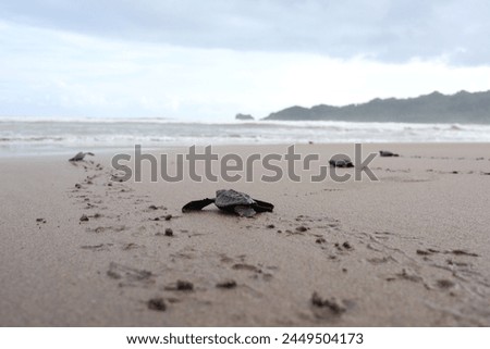 A newborn baby turtle crawls into the sea