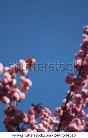 Waxing Crescent moon through cherry blossoms in Tacoma Washington