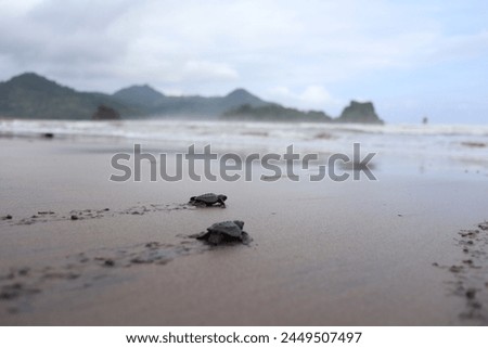 A newborn baby turtle crawls into the sea