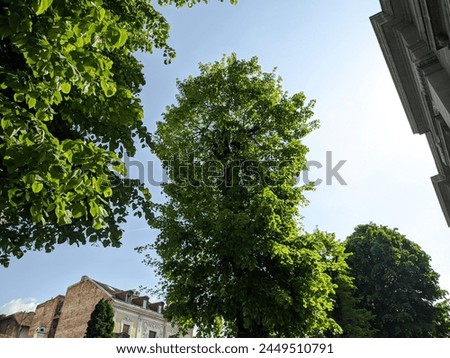 Greenery photo taken in Belgrade, Serbia