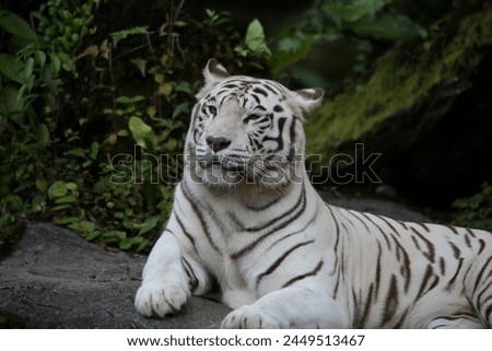 White Bengal Tiger wildlife photography