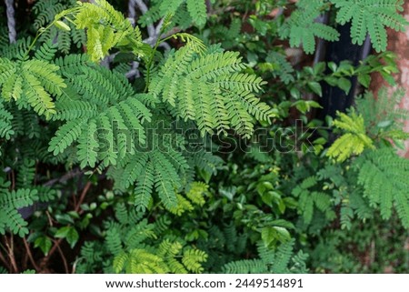 Leaves of Albizia lebbeck, Indian siris, East Indian walnut. Background photo of green leaves.