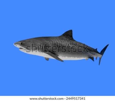 Sharks, the apex predators of the ocean, are renowned for their sleek, streamlined bodies and rows of razor-sharp teeth. These majestic creatures have roamed the seas for millions of years. Royalty-Free Stock Photo #2449517341