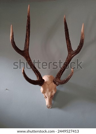deer antlers, wild animals, pets, animal background, background Royalty-Free Stock Photo #2449527413