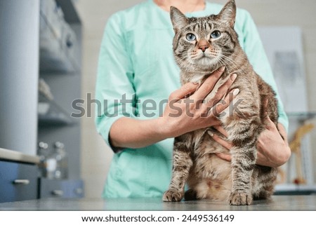 Close up of a veterinarian holding a domestic cat in hands at the clinic. Recovering after injury, healthcare concept, domestic animals treatment, trust and care Royalty-Free Stock Photo #2449536149