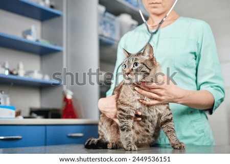 Close up of a veterinarian holding a domestic cat in hands and using stethoscope, checking the heart at the clinic. Recovering after injury, healthcare concept, domestic animals treatment, trust  Royalty-Free Stock Photo #2449536151
