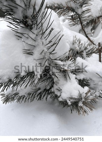 snow-covered pine tree branch close-up