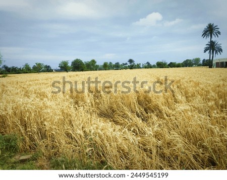Wheat Crop Fully Ripen In Cloudy Weather 