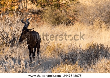 Closeup of a Red Hartebeest - Alcelaphus buselaphus Caama- also known as the Kongoni, or Cape Hartebeest on the plains of Etosha National Park. Royalty-Free Stock Photo #2449548075