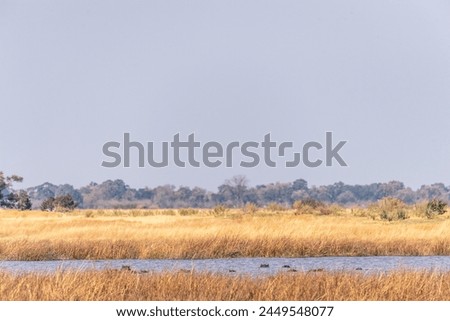 Telephoto shot of the head of a partially submerged hippopotamus, Hippopotamus amphibius, resting in the Okavango Delta, Botswana.