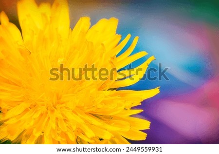 Extreme macro picture of yellow dandelion flower of colorful background. Closeup view of tiny flower with tender petals growing in nature. Abstract floral background.