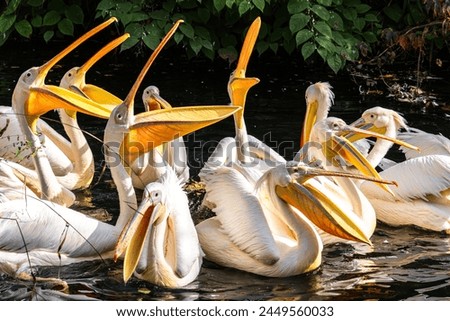 The Great White Pelican, Pelecanus onocrotalus also known as the rosy pelican is a bird in the pelican family. Royalty-Free Stock Photo #2449560033