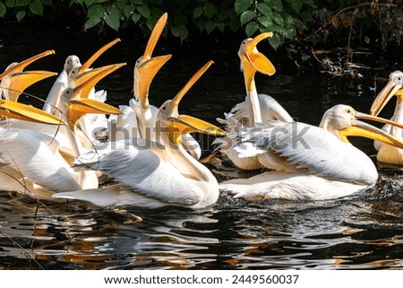 The Great White Pelican, Pelecanus onocrotalus also known as the rosy pelican is a bird in the pelican family. Royalty-Free Stock Photo #2449560037