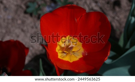 Blooming Beauty: Enhancing your garden with Garden tulip aka Didier's tulip (Tulipa gesneriana). Bright red colour in spring season Royalty-Free Stock Photo #2449563625