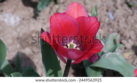 Blooming Beauty: Enhancing your garden with Garden tulip aka Didier's tulip (Tulipa gesneriana). Bright red colour in spring season Royalty-Free Stock Photo #2449563925