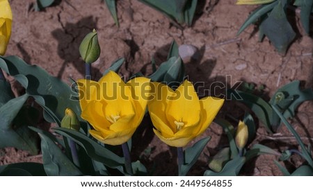 Blooming Beauty: Enhancing your garden with Garden tulip aka Didier's tulip (Tulipa gesneriana). Yellow colour in spring season Royalty-Free Stock Photo #2449564855