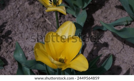 Blooming Beauty: Enhancing your garden with Garden tulip aka Didier's tulip (Tulipa gesneriana). Yellow colour in spring season Royalty-Free Stock Photo #2449564859