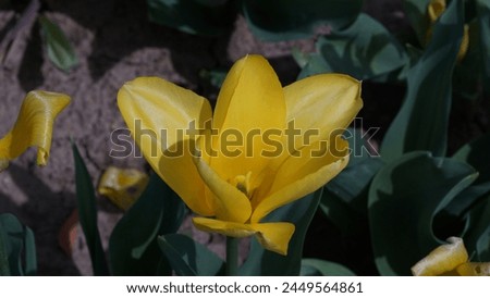 Blooming Beauty: Enhancing your garden with Garden tulip aka Didier's tulip (Tulipa gesneriana). Yellow colour in spring season Royalty-Free Stock Photo #2449564861