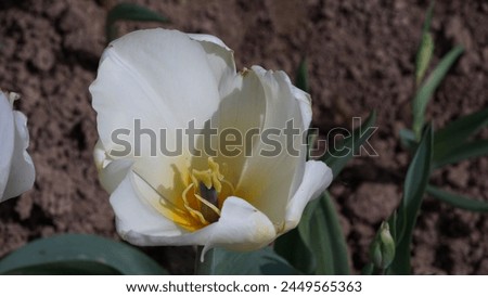 Blooming Beauty: Enhancing your garden with Garden tulip aka Didier's tulip (Tulipa gesneriana). White colour in spring season Royalty-Free Stock Photo #2449565363
