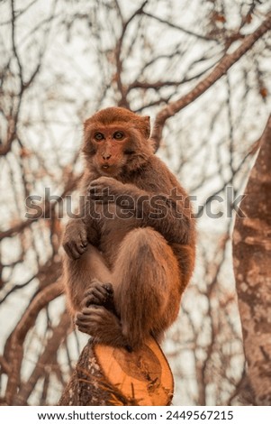 macaque monkey in the tree Royalty-Free Stock Photo #2449567215