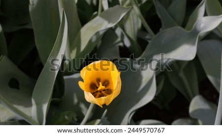 Blooming Beauty: Enhancing your garden with Garden tulip aka Didier's tulip (Tulipa gesneriana). Yellow colour in spring season Royalty-Free Stock Photo #2449570767