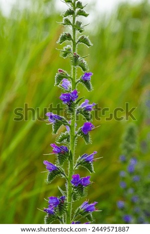 Viper's bugloss or blueweed Echium vulgare flowering in meadow on the natural green blue background. Macro. Selective focus. Front view. Royalty-Free Stock Photo #2449571887