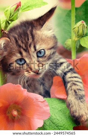 Portrait of a funny little kitten in the garden with mallow flowers Vertical banner