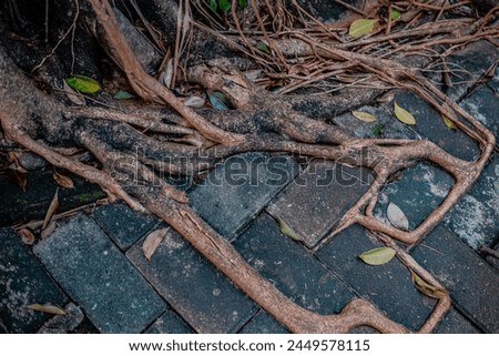 The roots of large plants spread between the blocks of pavement. natural life that survives in the midst of the concrete wilderness.