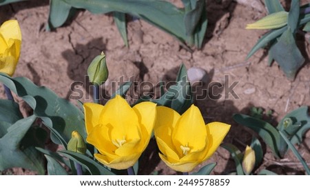 Blooming Beauty: Enhancing your garden with Garden tulip aka Didier's tulip (Tulipa gesneriana). Yellow colour in spring season Royalty-Free Stock Photo #2449578859