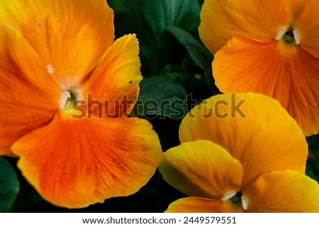 decorative flowers pansies, macro photo