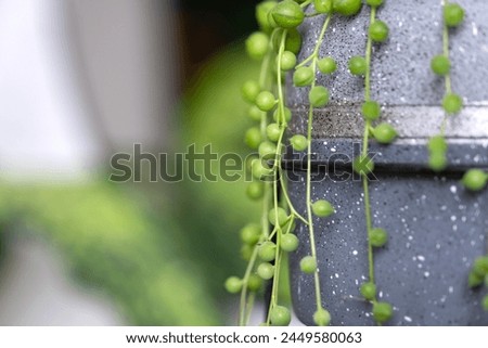 Long lashes of succulent Senecio rowleyanus in a concrete pot hang with round turtle leaves. Senecio rowley close-up in the interior on a white background, an ornamental plant