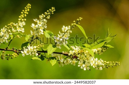 branch with white flowers of bird cherry (Prunus padus) aka hackberry, hagberry, or Mayday tree Royalty-Free Stock Photo #2449582037