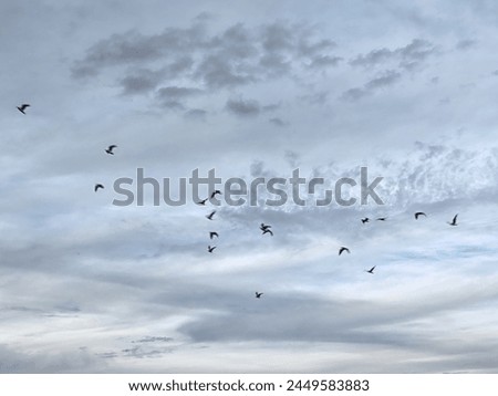 Flying Birds, Birds are flying over on the SKY.
Cloudy SKY having group of flying Birds. 