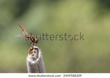 Sympetrum speciosum red dragonfly in Osaka, Japan Royalty-Free Stock Photo #2449588209
