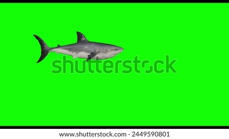 Sharks Swimming on Green Screen Background