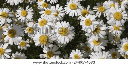 Corn Chamomile is an Asteraceae family flowering plant. It is also known as Anthemis Arvensis, Mayweed, Scentless Chamomile and Field Chamomile. The native place of this plant is Europe. Royalty-Free Stock Photo #2449594593