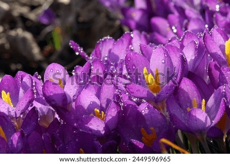 Crocuses, spring blossoms in a meadow after the snow has retreated